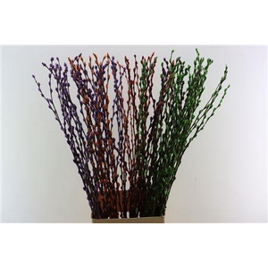 SALIX OV KLB H%
