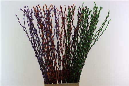 <h4>SALIX OV KLB H%</h4>