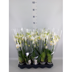 Phalaenopsis   ...white