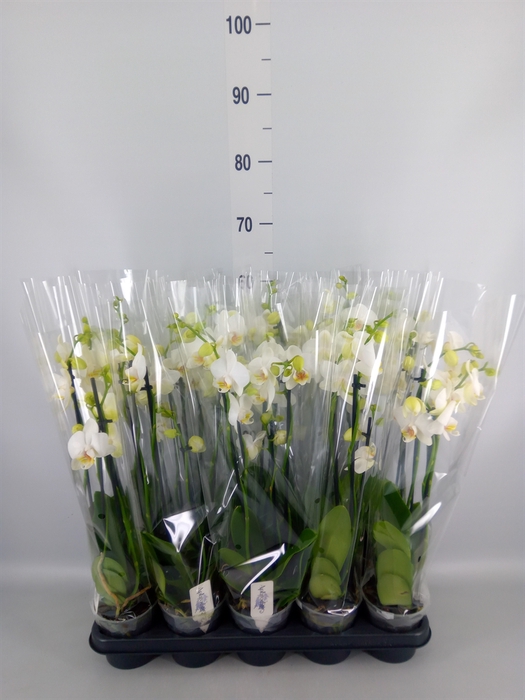<h4>Phalaenopsis   ...white</h4>