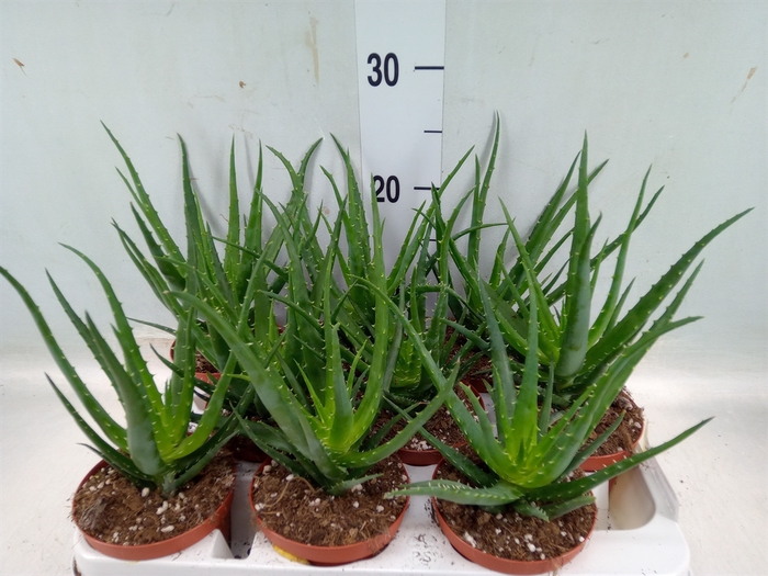 <h4>Aloe arborescens</h4>