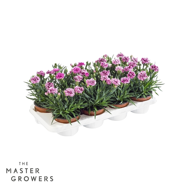 <h4>Dianthus caryophyllus 'Sissy'</h4>