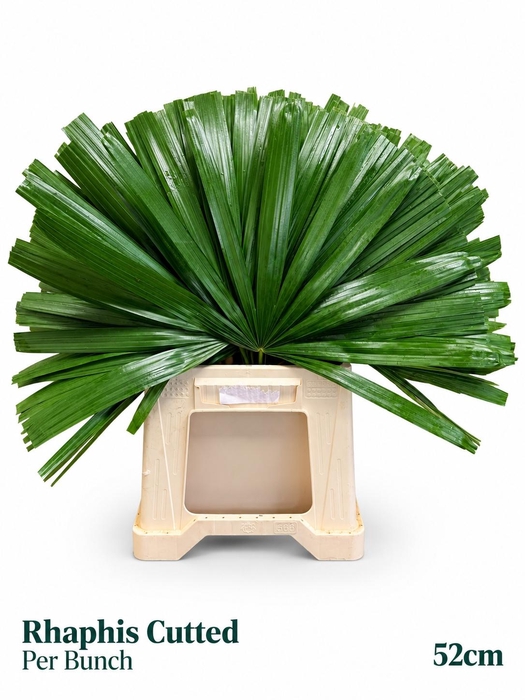 <h4>PALMBLAD</h4>