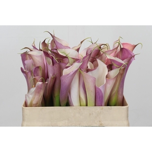 Zantedeschia Eydolls Purple White