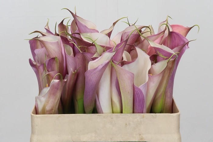 <h4>Zantedeschia Eydolls Purple White</h4>