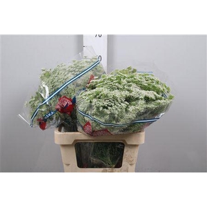 Ammi Majus Graceland