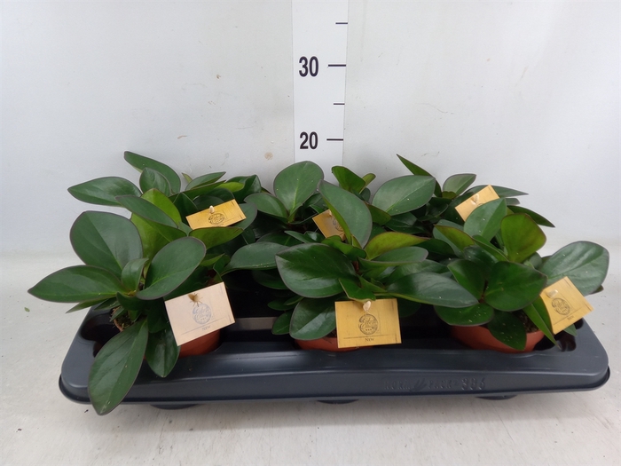 <h4>Peperomia clusiifolia 'Red Margin'</h4>