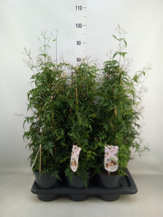 <h4>Jasminum polyanthum</h4>
