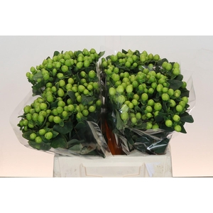 Hypericum Lucky Romance