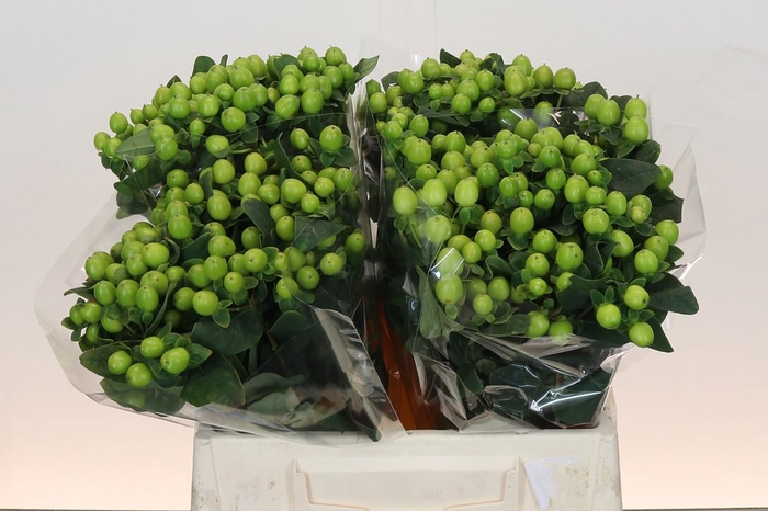 Hypericum Lucky Romance