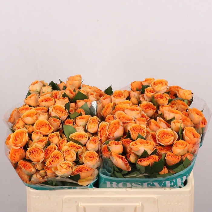 <h4>R TR SAFARI ROSEVER</h4>