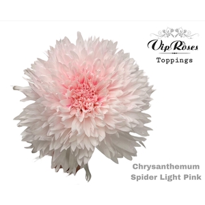 Chr g Spider light pink