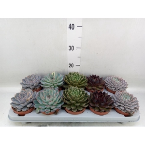 Echeveria   ...mix
