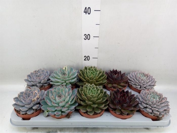 <h4>Echeveria   ...mix</h4>