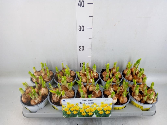 <h4>Narcissus DU 'Tete Boucle'</h4>