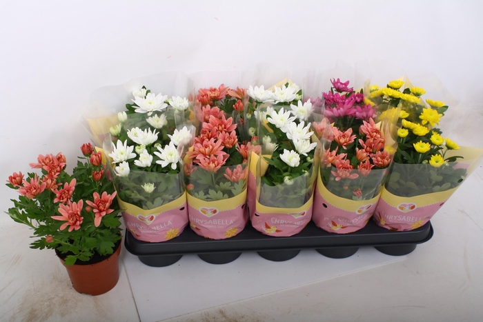 <h4>CHRYS GEVULDBL GEM</h4>