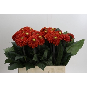 Dahlia Orange Fox