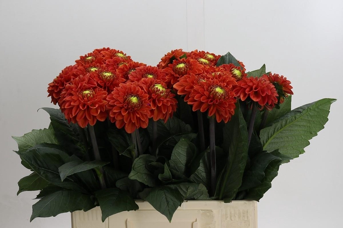 Dahlia Orange Fox