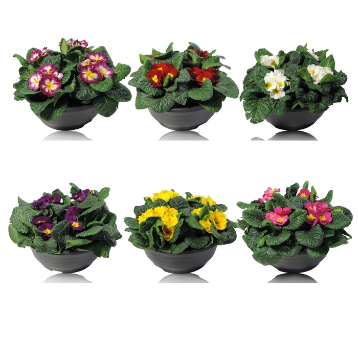 <h4>Primula Ac Gemengd Patio Schaal</h4>