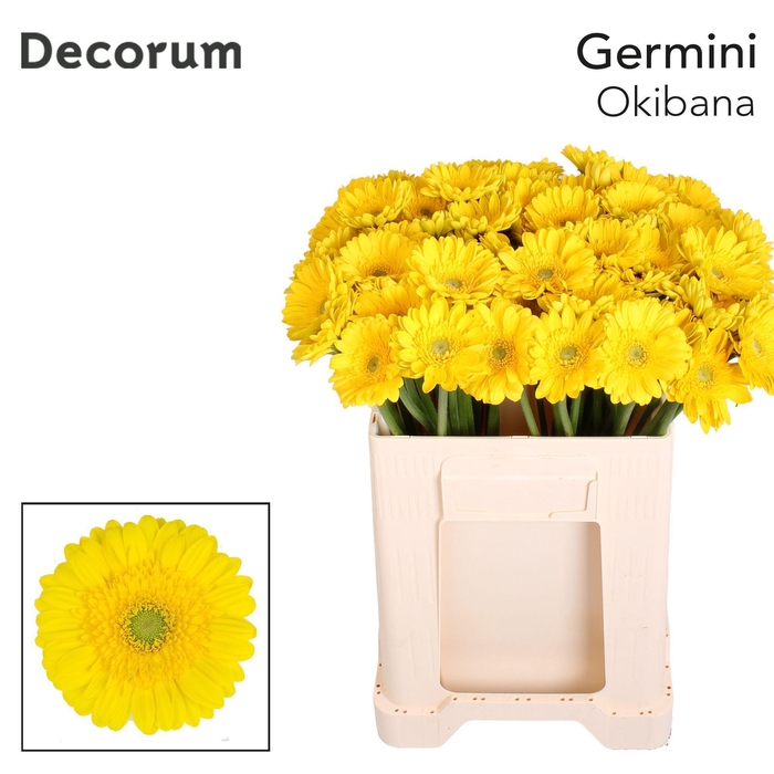 <h4>Germini Okibana Water</h4>