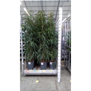 Ficus binn. 'Alii'