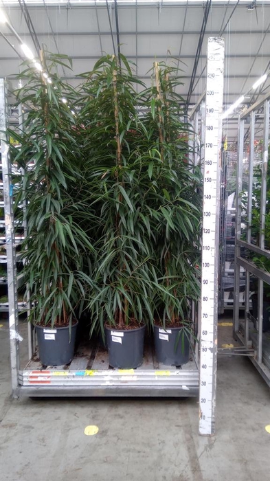 <h4>Ficus binn. 'Alii'</h4>
