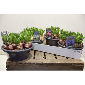 arr8 Hyacin Gem 3 Kl