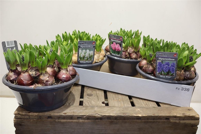 <h4>Hyacin Gem 3 Kl</h4>