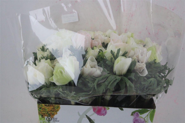 <h4>Anem Mistral White</h4>