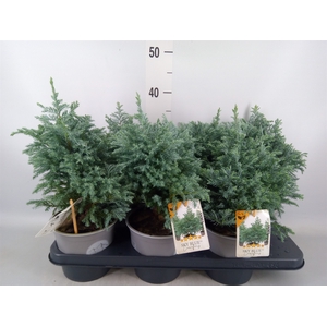 Chamaecyparis pis. 'Sky Blue'