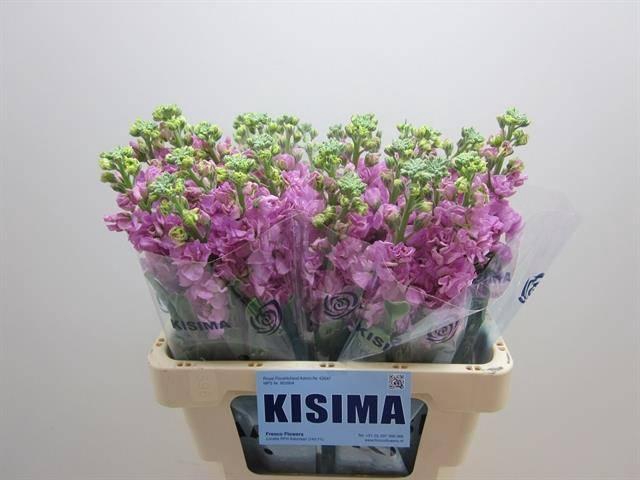 <h4>Matth Iron Pink</h4>