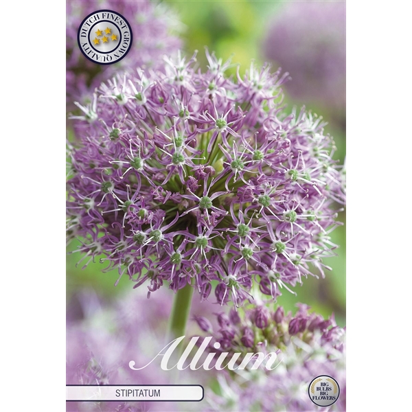 <h4>Allium Stipitatum x 2 20/22</h4>