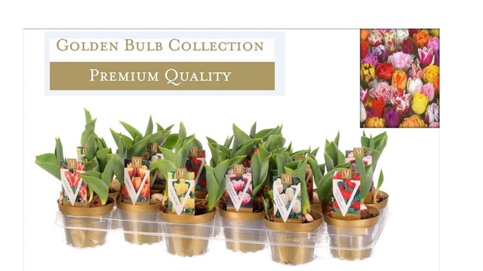 <h4>Tulipa gemengd</h4>