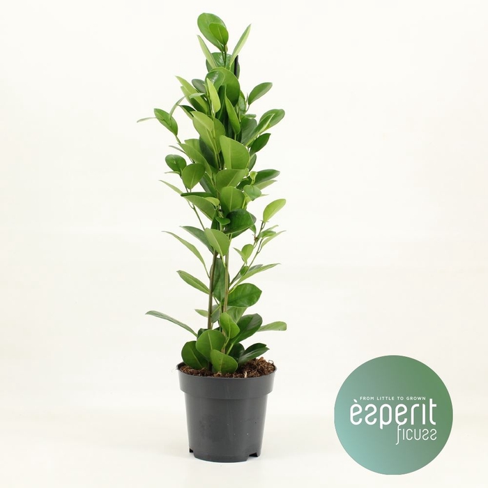 <h4>Ficus microcarpa 'Moclame'</h4>