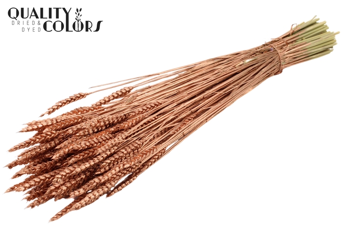 <h4>Triticum per bunch Copper</h4>