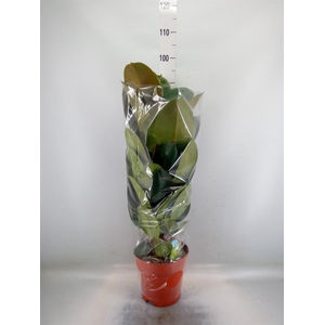 Ficus elastica 'Robusta'