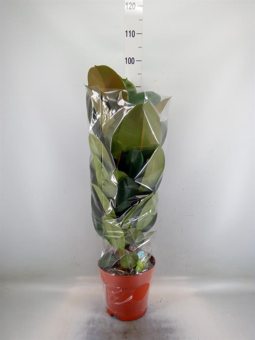 <h4>Ficus elastica 'Robusta'</h4>