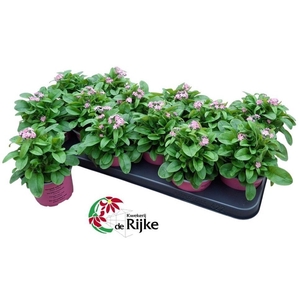 MYOS SY MON AMI PINK