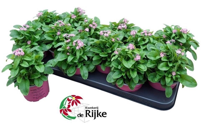 <h4>MYOS SY MON AMI PINK</h4>