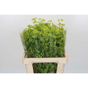 Bupleurum Griffithii