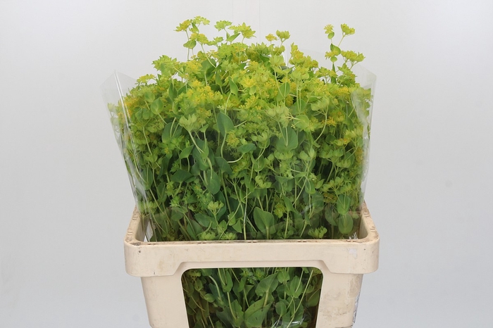 <h4>Bupleurum Griffithii</h4>