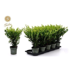 Ilex Crenata Jenny