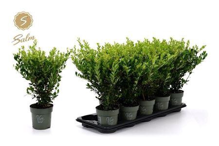 <h4>Ilex Crenata Jenny</h4>