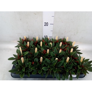 Peperomia caperata 'Rosso'