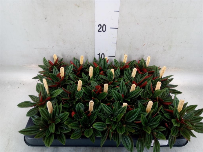 <h4>Peperomia caperata 'Rosso'</h4>