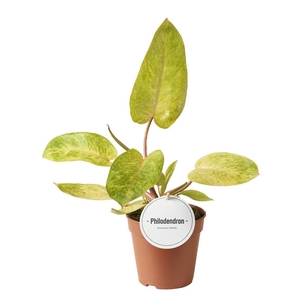 Philodendron Painted Lady