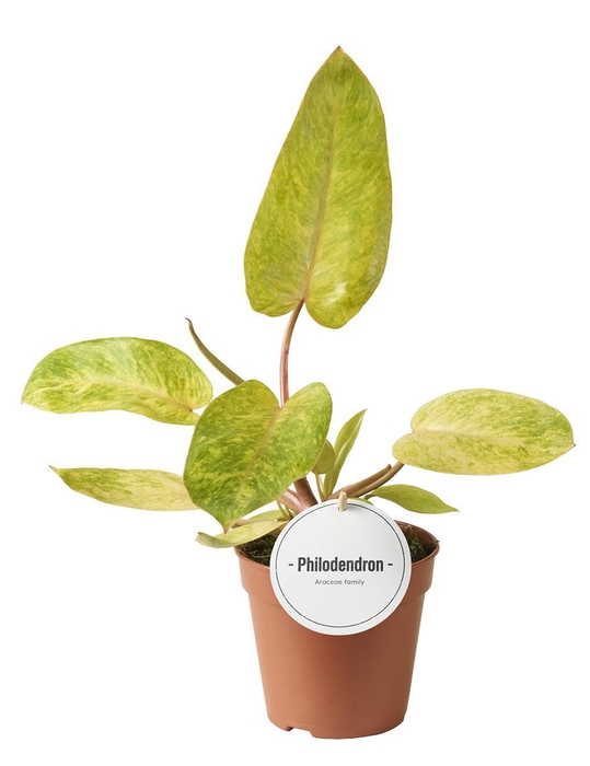 <h4>Philodendron Painted Lady</h4>