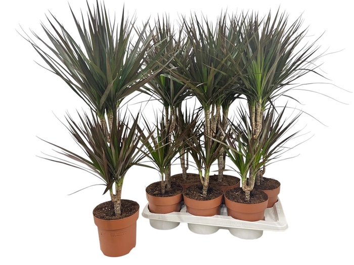 <h4>DRA MARG MAGENTA</h4>