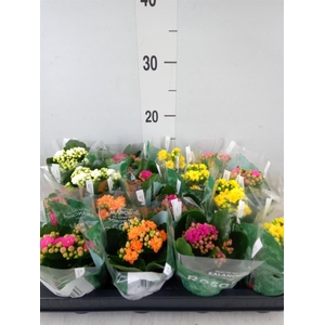 Kalanchoe blos. 'Rosalina'  ..mix 5