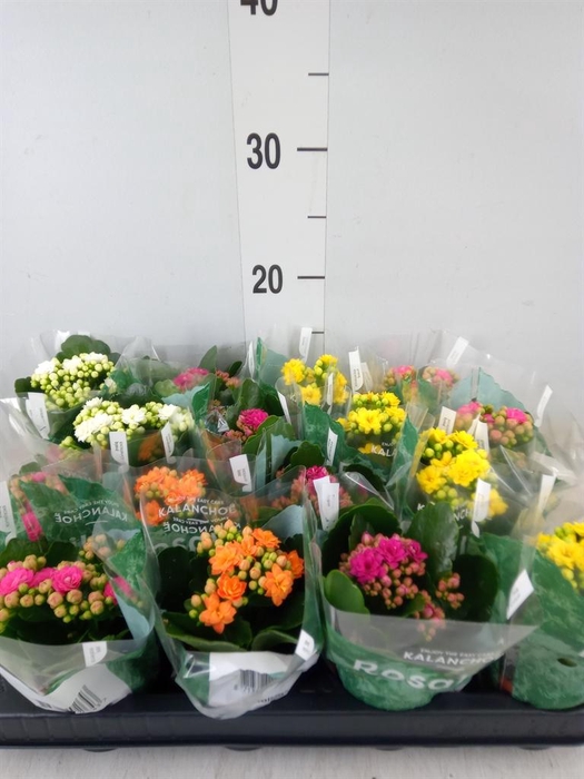 <h4>Kalanchoe blos. 'Rosalina'  ..mix 5</h4>